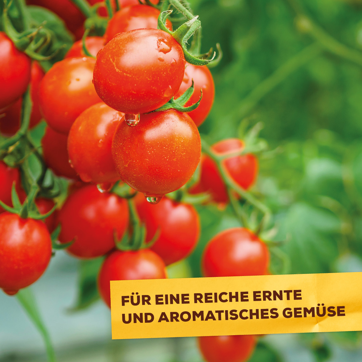 Solabiol Tomatendünger Langzeit-Wirkung Organisch-mineralischer 0,75